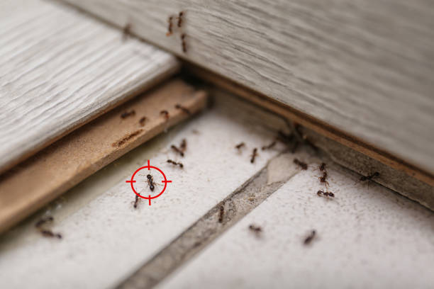 Best Best Pest Control Near Me  in White Sands, NM