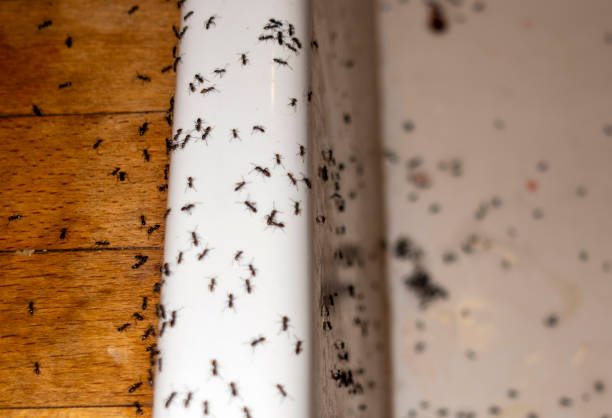 Best Exterminator Services  in White Sands, NM