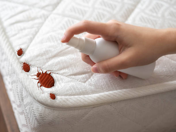 Best Flea Control Services  in White Sands, NM
