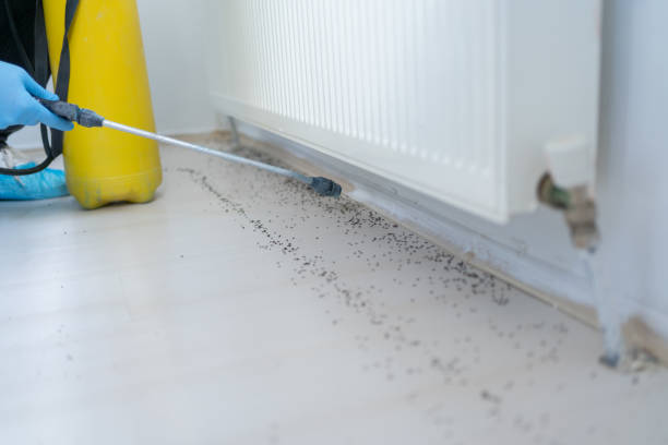 Best Pest Control Near Me in White Sands, NM